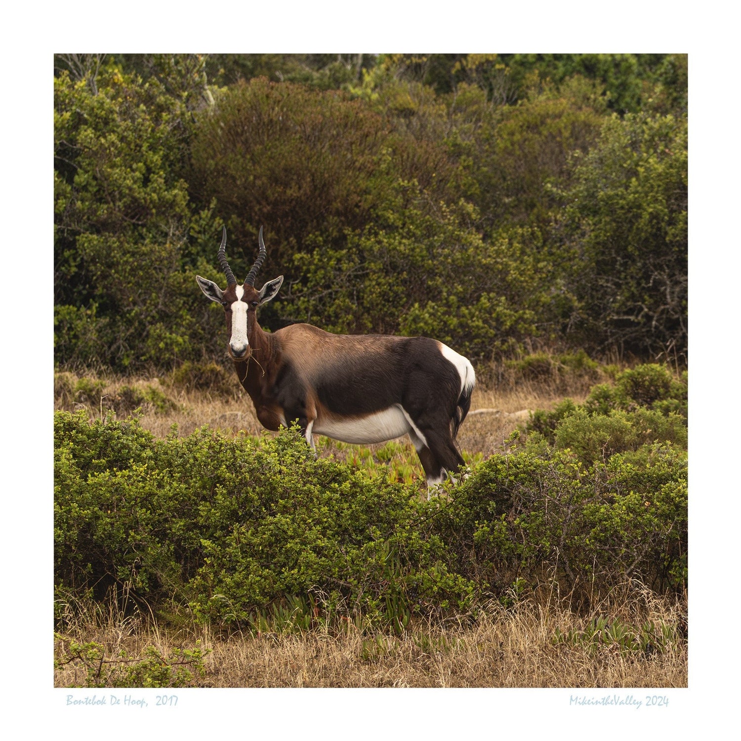 Wandbilder von Südafrika | Kapstadt De Hoop - MikeintheValley