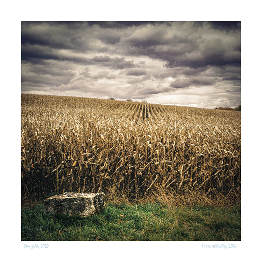 Ein erntereifes Maisfeld im Kraichgau und davor ein großer Grenzstein. Dunkle Wolken über dem Feld