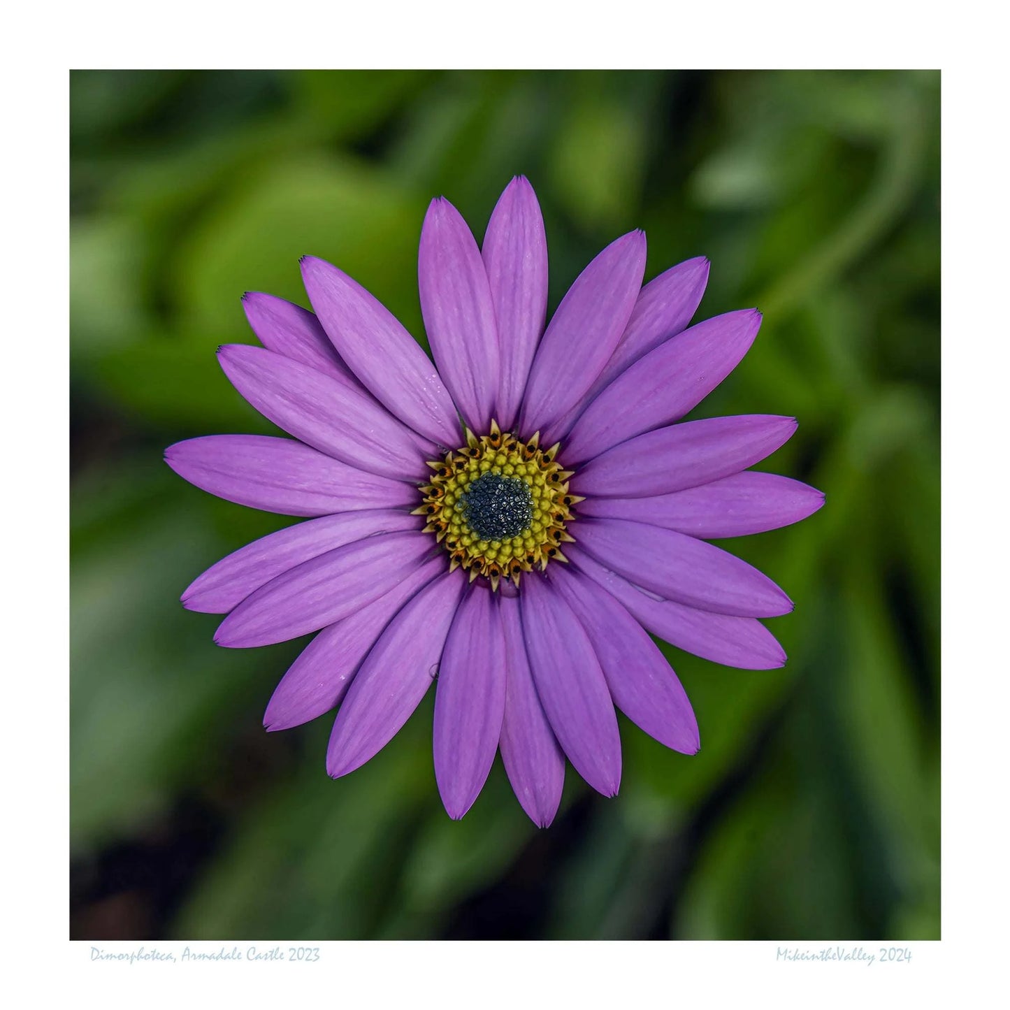 Makroaufnahme einer lila Aster im schottischen Hochland