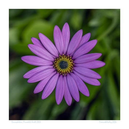 Makroaufnahme einer lila Aster im schottischen Hochland