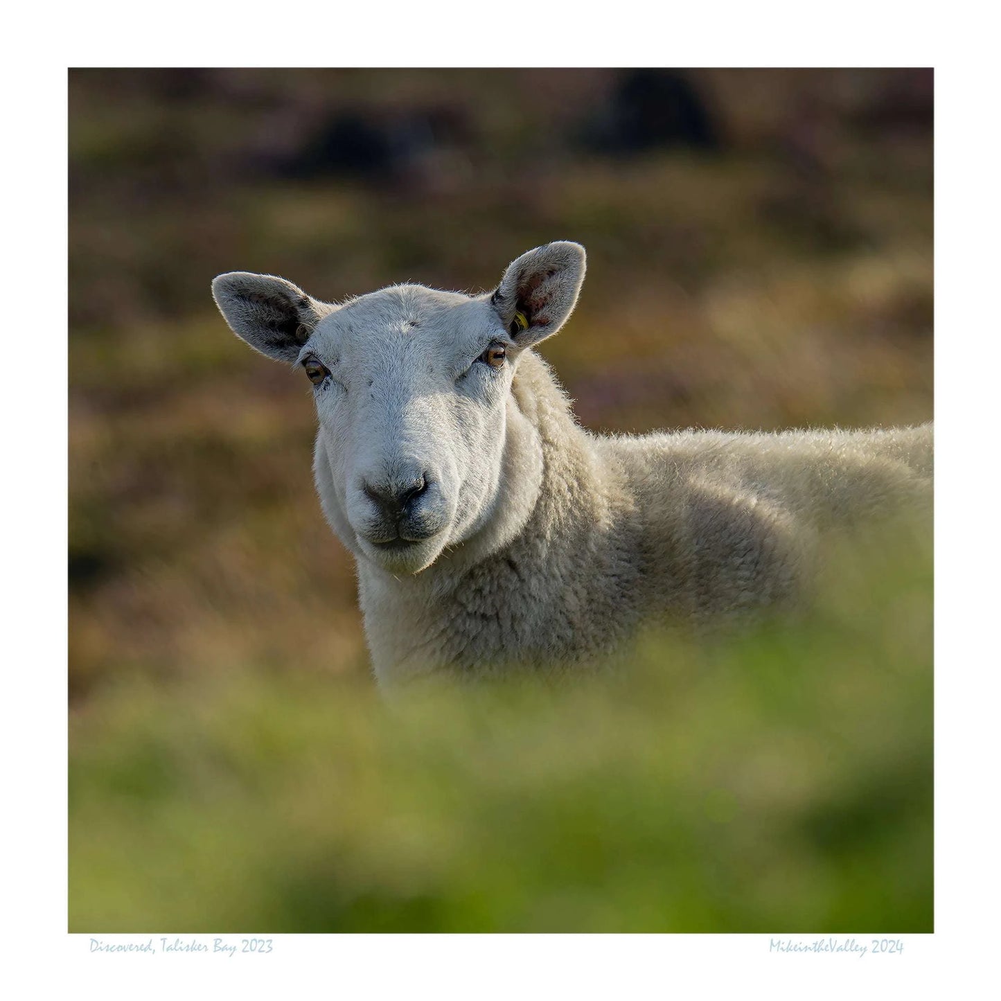 Schaf in den schottischen Highlands. Das neugierige Schaf schaut den Betrachter aufmerksam an.