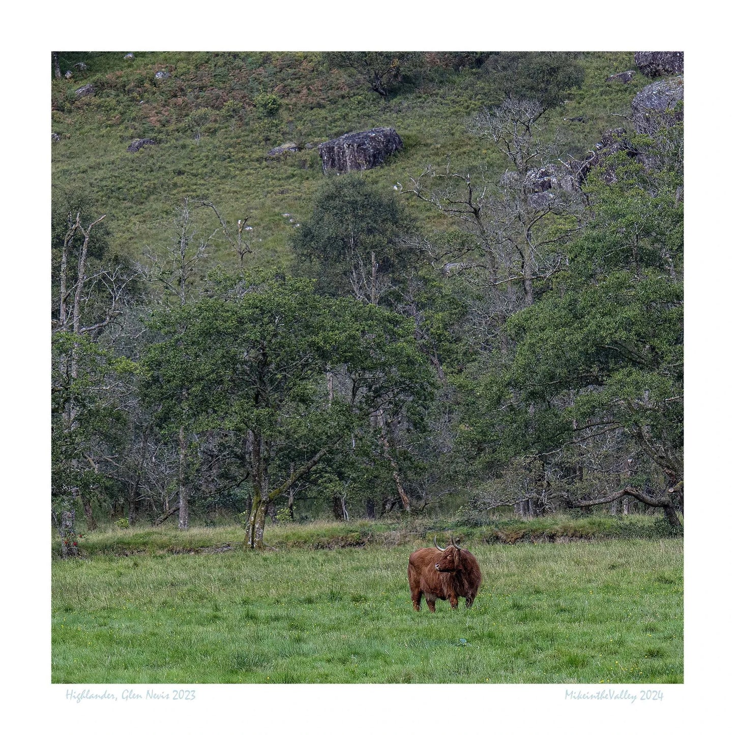 Ein schottisches Hochlandrind grast einsam im Tal von Glen Nevis. Im Hintergrund ein Berghang mit Bäumen bewachsen.