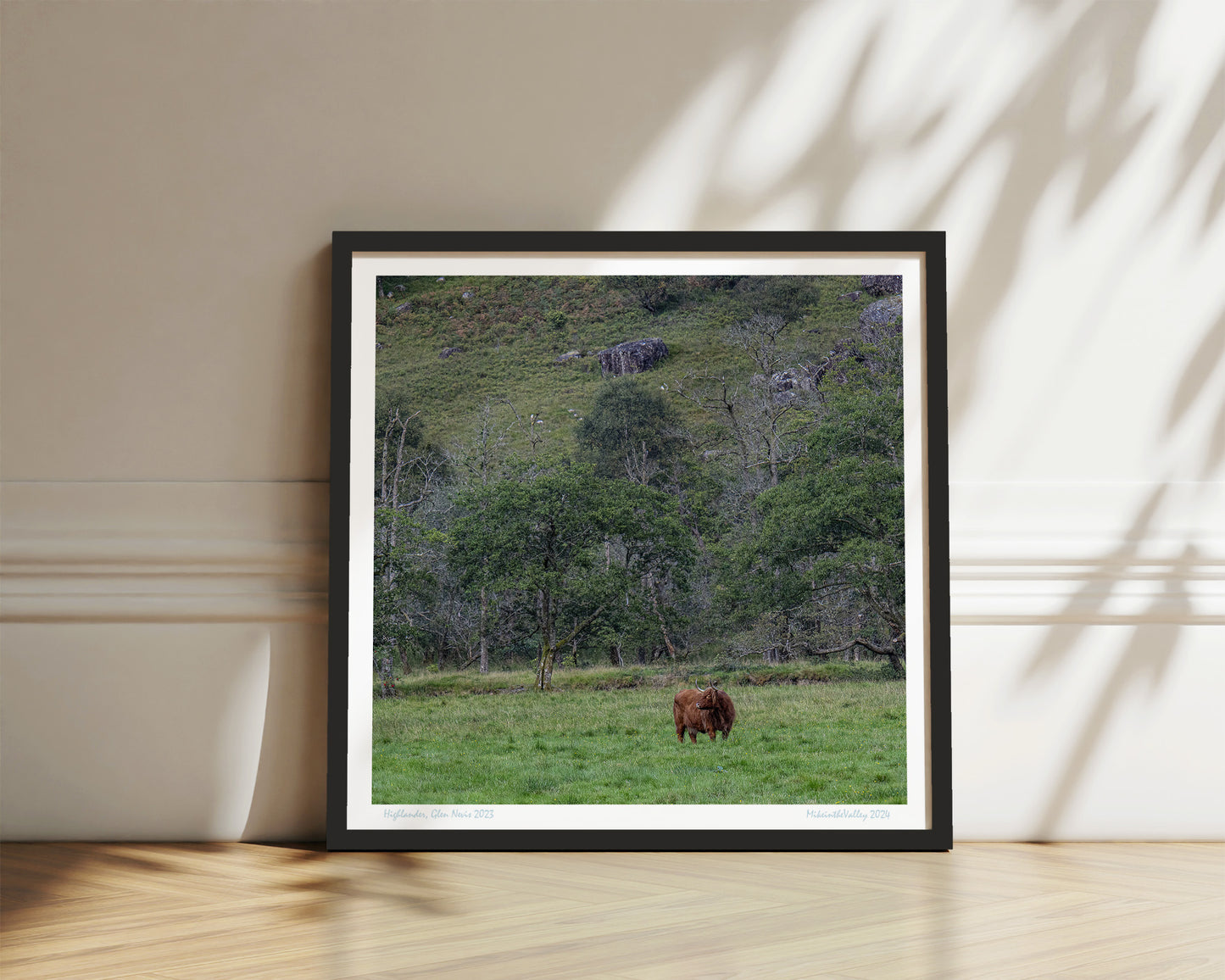 Ein schottisches Hochlandrind grast einsam im Tal von Glen Nevis. Im Hintergrund ein Berghang mit Bäumen bewachsen. Schwarzer Massivholzrahmen.