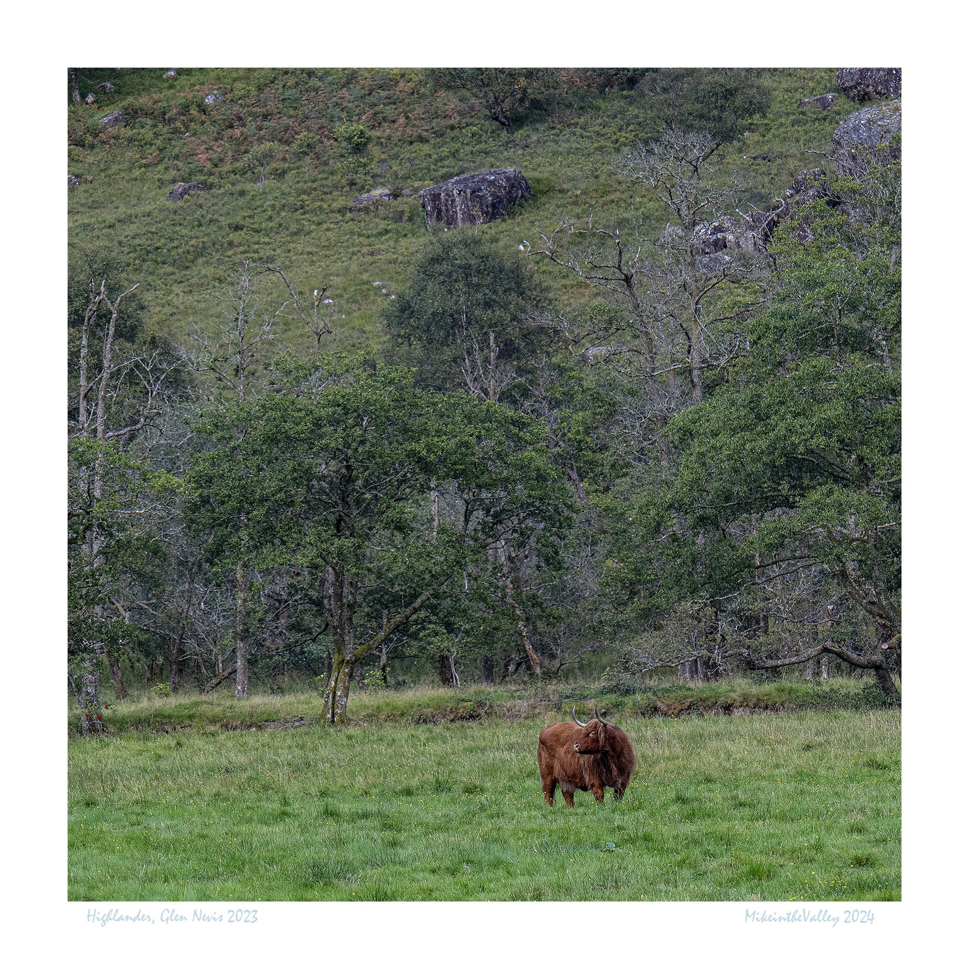 Ein schottisches Hochlandrind grast einsam im Tal von Glen Nevis. Im Hintergrund ein Berghang mit Bäumen bewachsen.