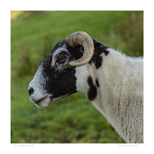 Nahaufnahme eines Schafbocks, eines Scottish Blackface im Profil. Markant sind die gedrehten kräftigen Hörner.