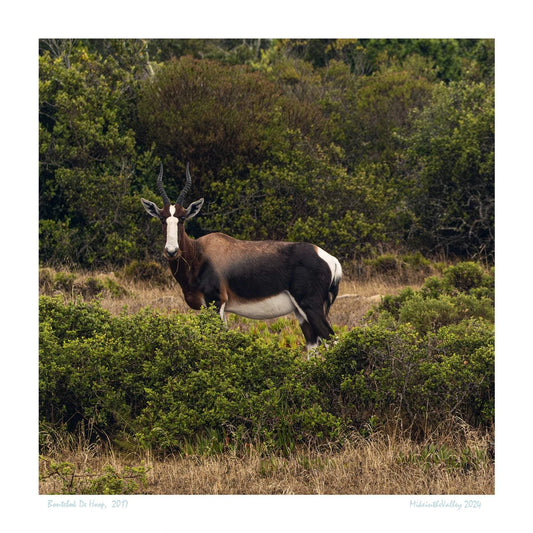 Ein Bontebok, eine südafrikanische Gazelle, steht in der Wildnis und sieht den Betrachter an