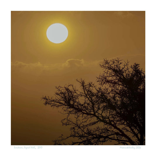 Sonnenuntergang mit goldgelbem Himmel erlebt auf dem Signal Hill in Kapstadt. Im Vordergrund die stacheligen Äste eines Fieberbaums, eine Akazienart.