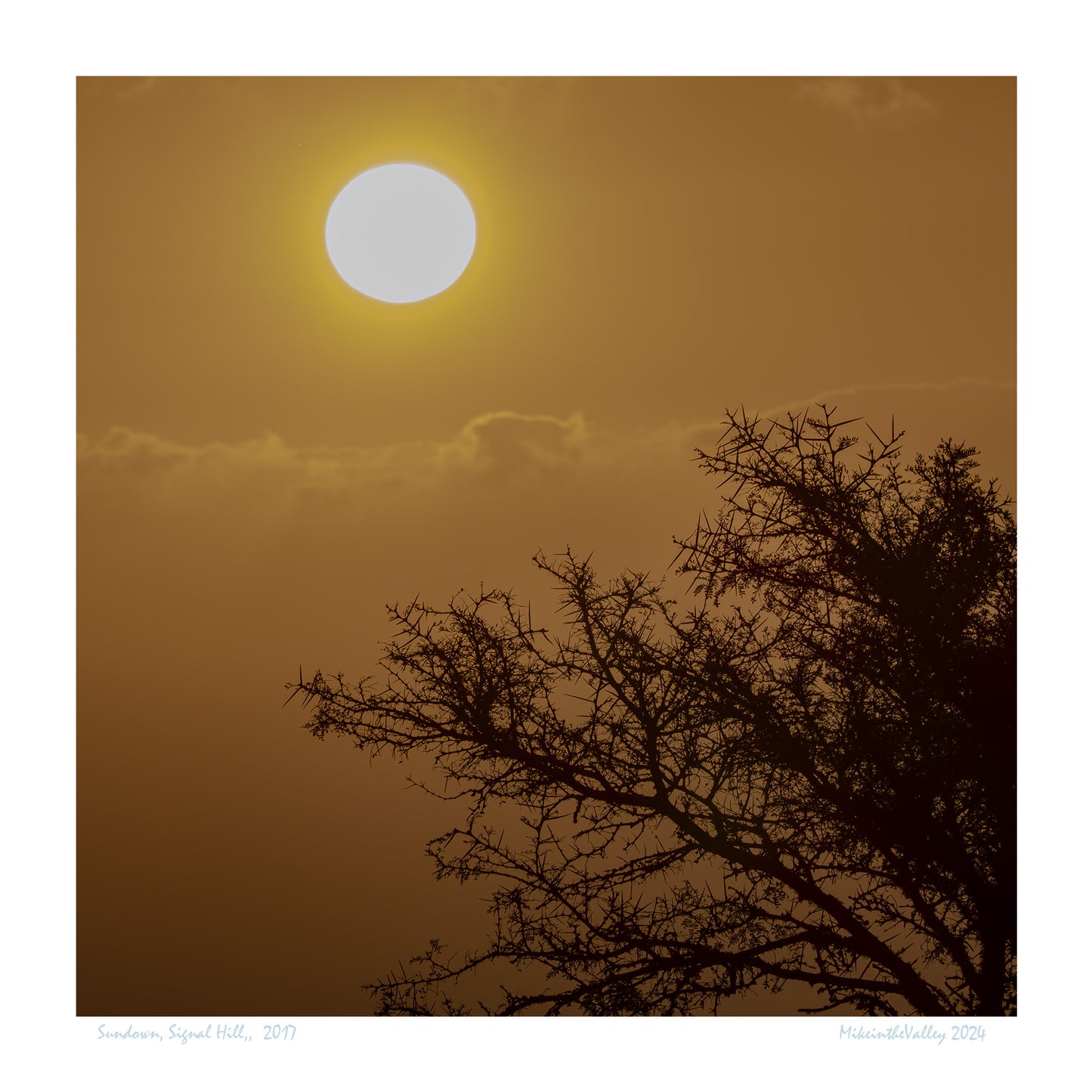 Sonnenuntergang mit goldgelbem Himmel erlebt auf dem Signal Hill in Kapstadt. Im Vordergrund die stacheligen Äste eines Fiebrbaums, einer Akazienart.